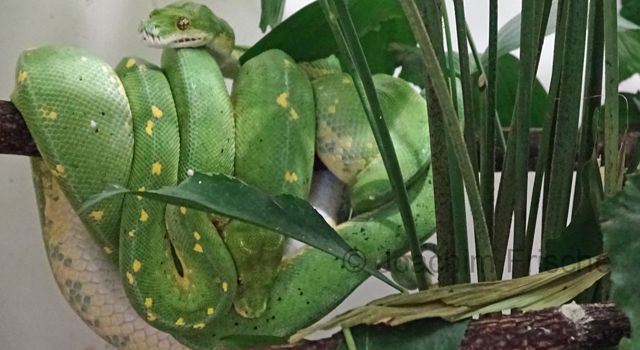 Verpaarung von Raptor x Cassiopea