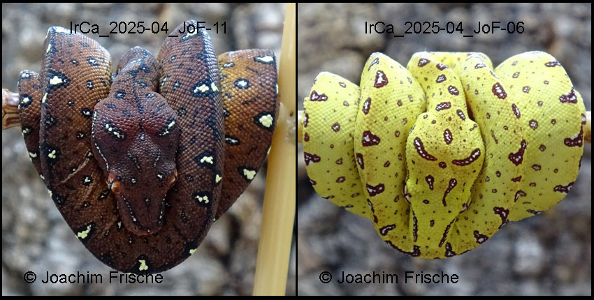 IrCa_2025-04