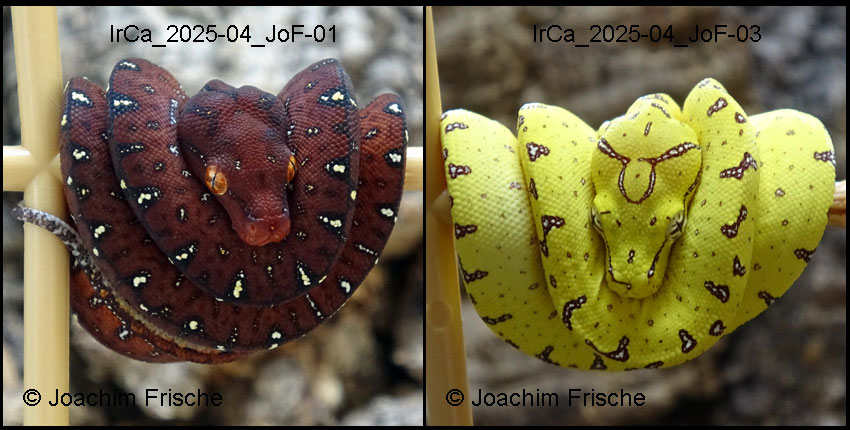IrCa_2025-04