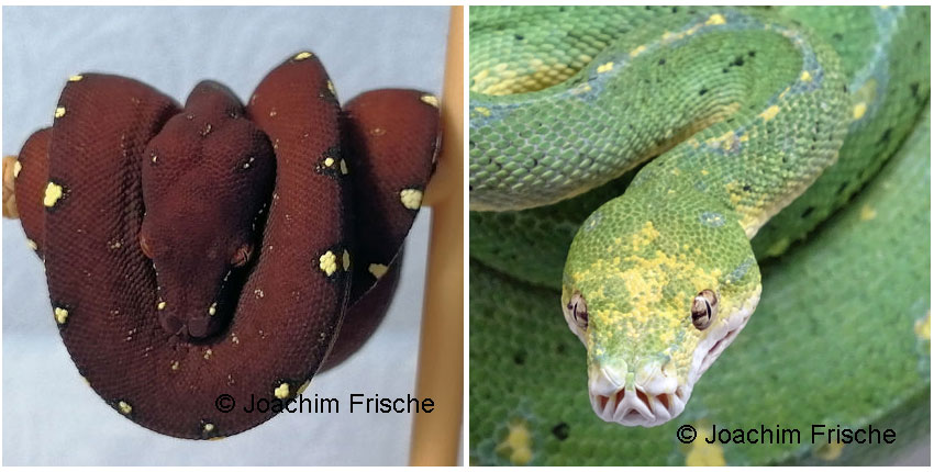 Freckle (Weibchen) 2022 und 2024