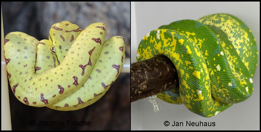 IrCa_2023-07_JoF-08 (IrCa-08)