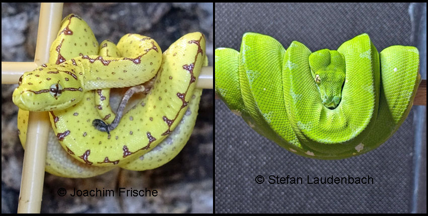 IrCa_2023-07_JoF-13 (IrCa-13)