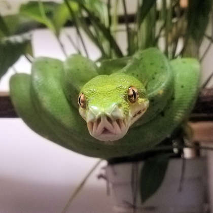 Raptor im Alter von 2 Jahren