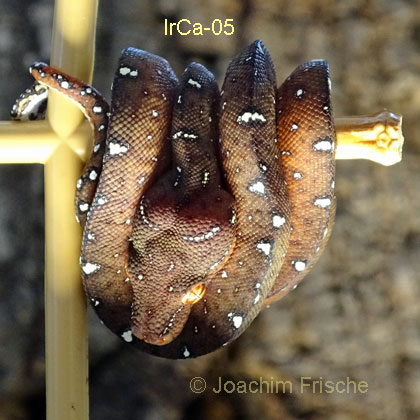 IrCa--2025-04_JoF-05