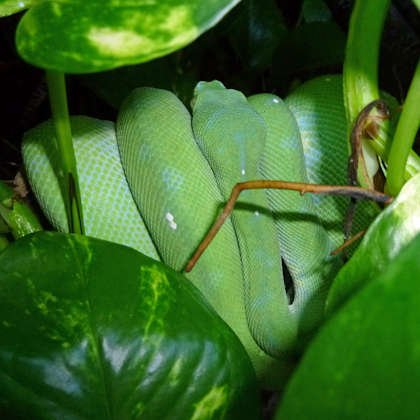 Morelia virdis (Grüner Baumpython) des Aru Typus