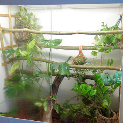 Hochterrarium für Morelia viridis