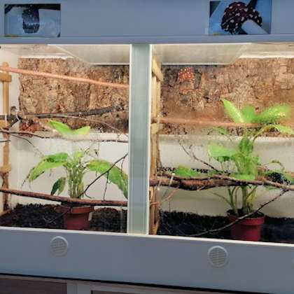 Terrarium für einen einjährigen Neonaten.