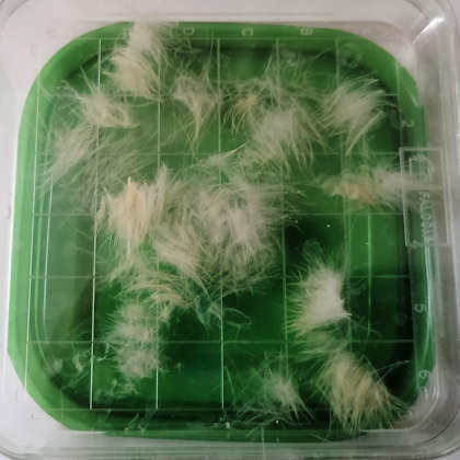 Daunen von Eintagsküken können bei der Nahrungsaufnahme helfen.