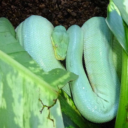 During the moulting phase, the animals appear milky gray