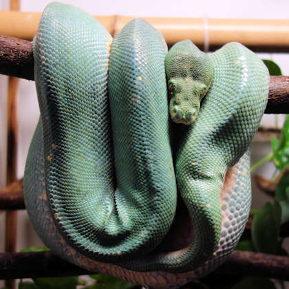Morelia viridis und das Nidovirus - eine tödliche Kombination