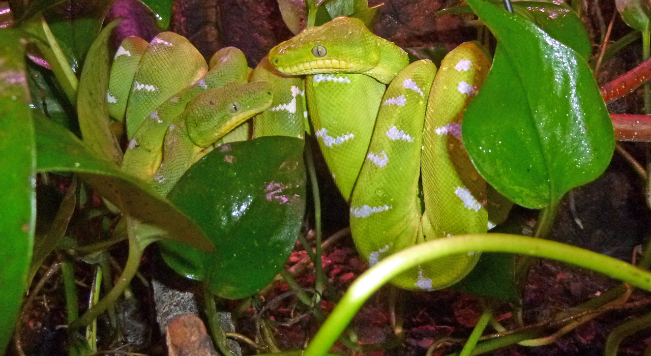 Corallus caninus