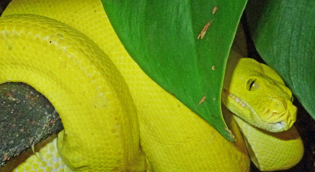Morelia viridis Kofiau