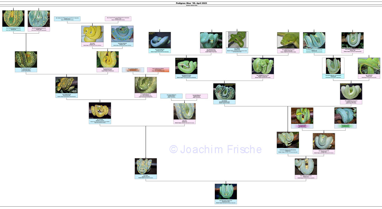 Genealogie des Vaters von Blue