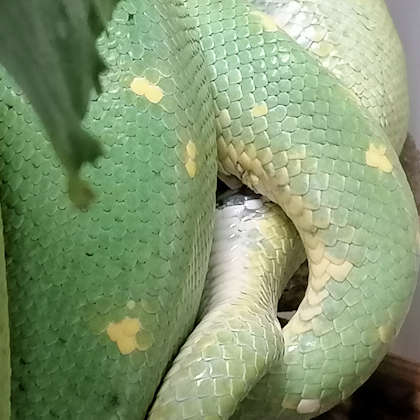 Morelia viridis bei der Paarung