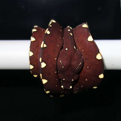31. März 2019