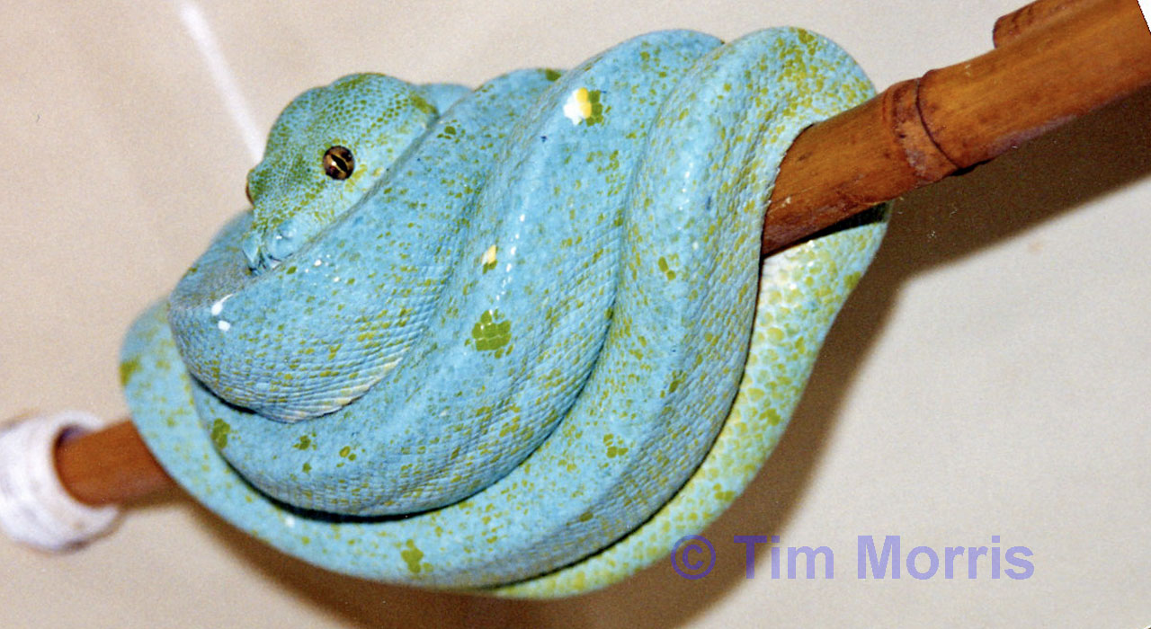 Mr Blue im Alter von 3 Jahren