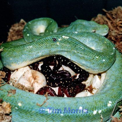 Tim Morris Blue Female (TMBF)