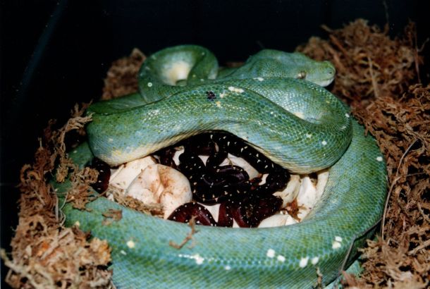 1996 Litter